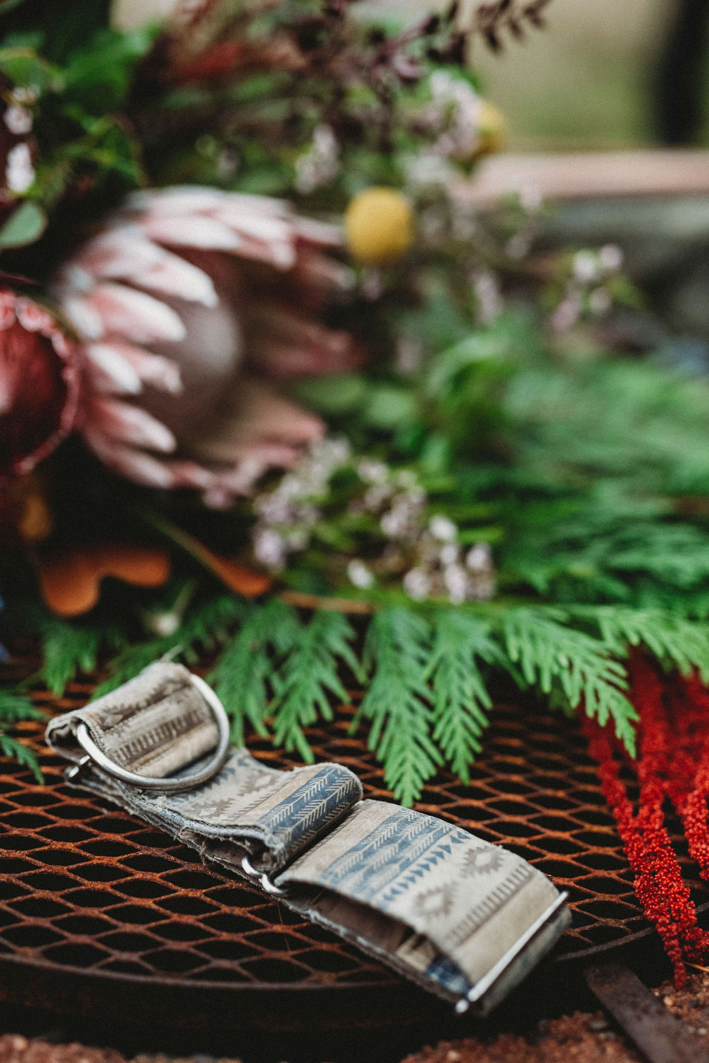 Changing Plans Anastasia Photography dog collar