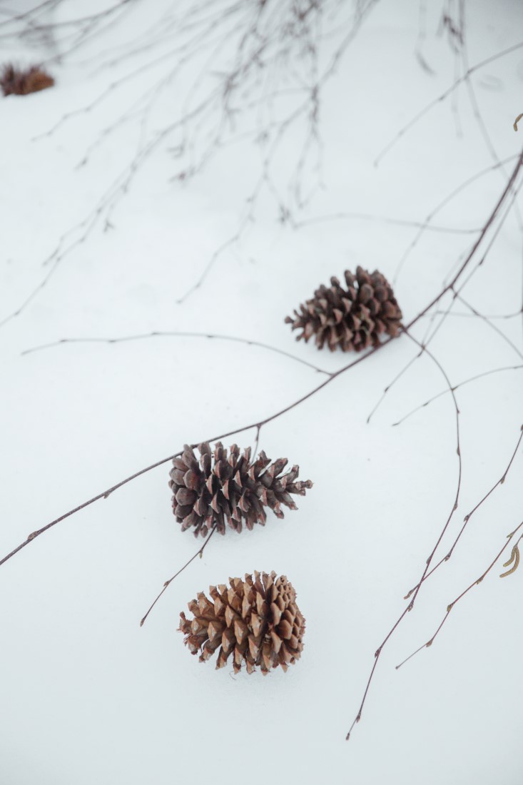 Pine cones as natural wedding jewelery