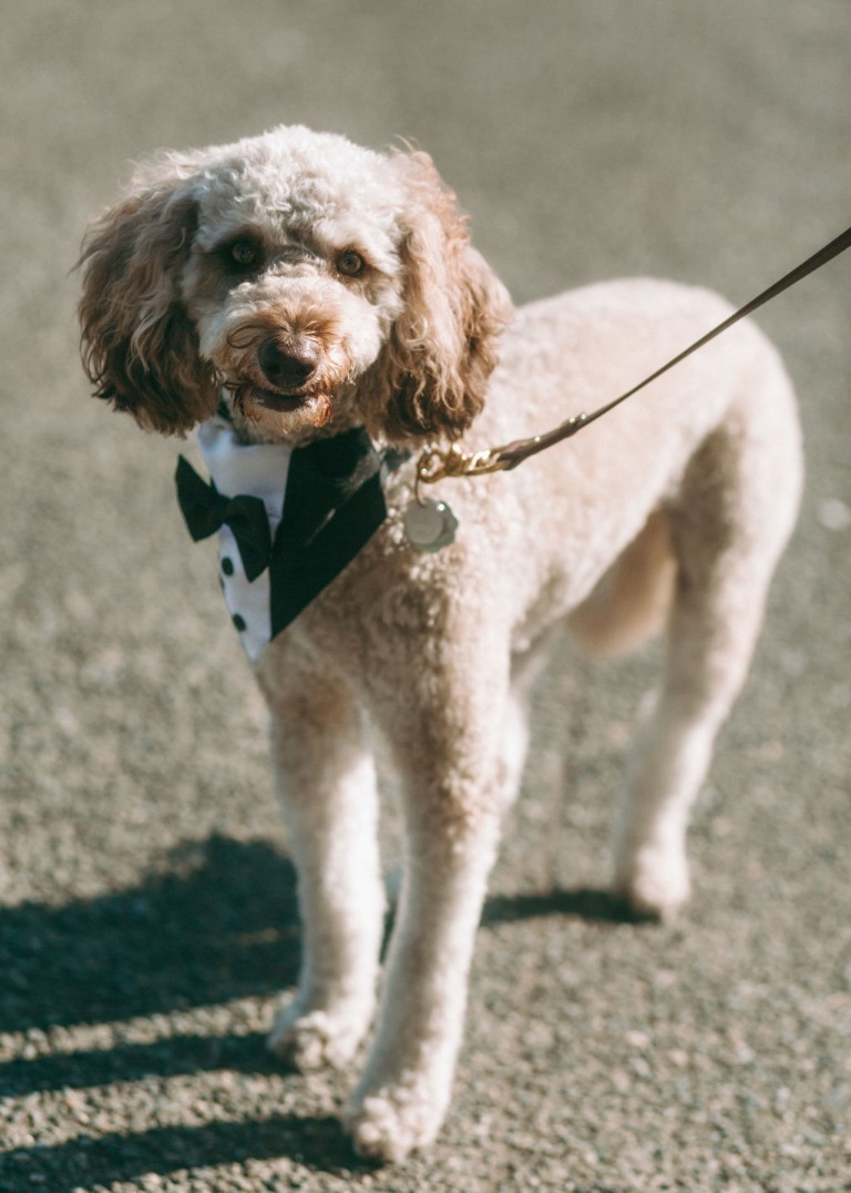 Dog in tuxedo collar for wedding 